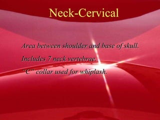 Neck-Cervical Area between shoulder and base of skull. Includes 7 neck vertebrae. “ C” collar used for whiplash. 