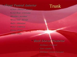 Trunk Front Ventral Anterior Chest---Thoracic, pectoral Collar Bone---Clavicular Shoulder---Acromial Breast bone---Sternal Belly---Abdominal Navel---Umbilical Pelvis---Pelvic Pubis---Pubic Back Dorsal Posterior Backbone---Vertebral Loin---Lumbar Tail Bone---Sacral, Coccygeal 
