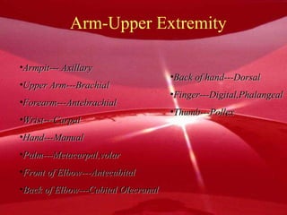 Arm-Upper Extremity Armpit--- Axillary Upper Arm---Brachial Forearm---Antebrachial Wrist---Carpal Hand---Manual Palm---Metacarpal,volar Front of Elbow---Antecubital Back of Elbow---Cubital Olecranal Back of hand---Dorsal Finger---Digital,Phalangeal Thumb---Pollex 
