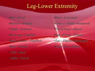 Leg-Lower Extremity Hip---Coxal Buttock---Gluteal Thigh---Femoral Knee cap---Patellar Back of Knee---Popliteal Shin---Crural Calf---Sural Ankle---Tarsal Heel---Calcaneal Foot------Pedal, metatarsal Top of Foot---Dorsal Sole of Foot---Plantar Toe---Digital,Phalangeal Great Toe---Hallux 