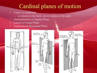 Cardinal planes of motion 3 basic or traditional in relation to the body, not in relation to the earth Anteroposterior or Sagittal Plane Lateral or Frontal Plane Transverse or Horizontal Plane 