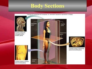 Body Sections 