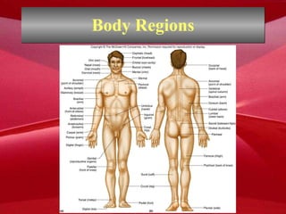 Body Regions 