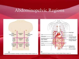 Abdominopelvic Regions 