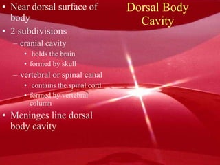 Dorsal Body Cavity Near dorsal surface of body 2 subdivisions cranial cavity holds the brain formed by skull vertebral or spinal canal contains the spinal cord formed by vertebral column Meninges line dorsal body cavity 