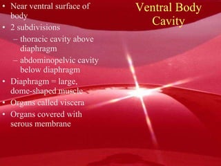 Ventral Body Cavity Near ventral surface of body 2 subdivisions thoracic cavity above diaphragm abdominopelvic cavity below diaphragm Diaphragm = large, dome-shaped muscle Organs called viscera Organs covered with serous membrane 