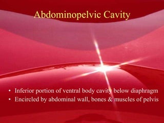 Abdominopelvic Cavity Inferior portion of ventral body cavity below diaphragm Encircled by abdominal wall, bones & muscles of pelvis 