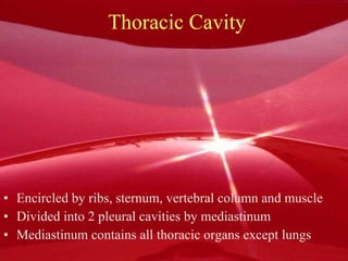 Thoracic Cavity Encircled by ribs, sternum, vertebral column and muscle Divided into 2 pleural cavities by mediastinum  Mediastinum contains all thoracic organs except lungs 