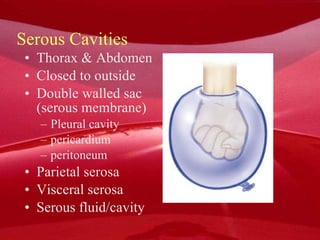 Serous Cavities Thorax & Abdomen Closed to outside Double walled sac (serous membrane) Pleural cavity pericardium peritoneum Parietal serosa Visceral serosa Serous fluid/cavity 