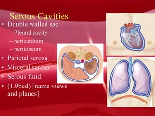 Serous Cavities Double walled sac Pleural cavity pericardium peritoneum Parietal serosa Visceral serosa Serous fluid (1.9bcd) [name views and planes] 