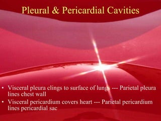 Pleural & Pericardial Cavities Visceral pleura clings to surface of lungs --- Parietal pleura lines chest wall Visceral pericardium covers heart --- Parietal pericardium lines pericardial sac 