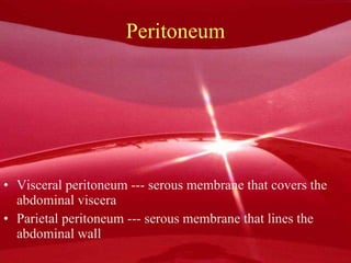 Peritoneum Visceral peritoneum --- serous membrane that covers the abdominal viscera Parietal peritoneum --- serous membrane that lines the abdominal wall 