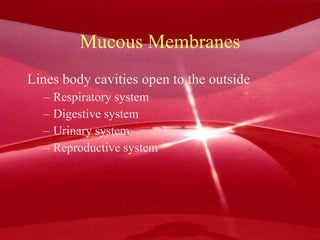 Mucous Membranes Lines body cavities open to the outside Respiratory system Digestive system Urinary system Reproductive system 