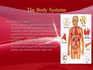 The Body Systems The Endocrine System A few scattered organs known as endocrine  glands produce special substances called hormones, which regulate such body functions as growth, food utilization within the cells, and reproduction.  Examples of endocrine glands  are the thyroid and pituitary glands. Glands secrete hormones that regulate processes such as growth, reproduction and  nutrient use (metabolism) by body cells. 