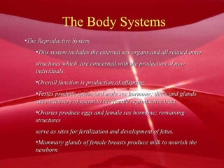The Body Systems The Reproductive System This system includes the external sex organs and all related inner structures which  are concerned with the production of new individuals. Overall function is production of offspring. Testes produce sperm and male sex hormone; ducts and glands aid in delivery of sperm to the female reproductive tract. Ovaries produce eggs and female sex hormone; remaining structures  serve as sites for fertilization and development of fetus. Mammary glands of female breasts produce milk to nourish the newborn . 