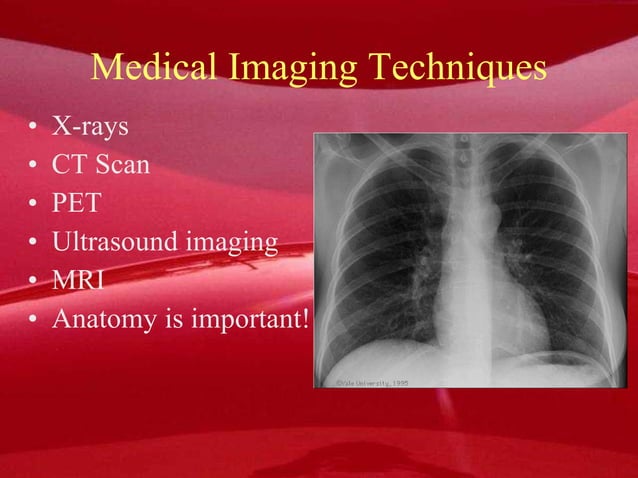 Human Anatomy 101 Ppt