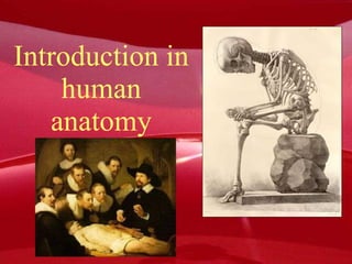 Introduction in human anatomy 