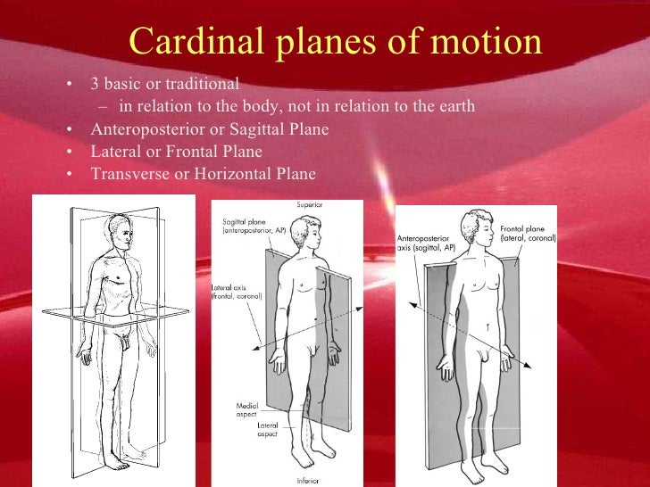 Human anatomy 101