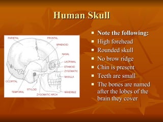 Human Head Ridge Human Biological and Cultural Evolution. | PPT