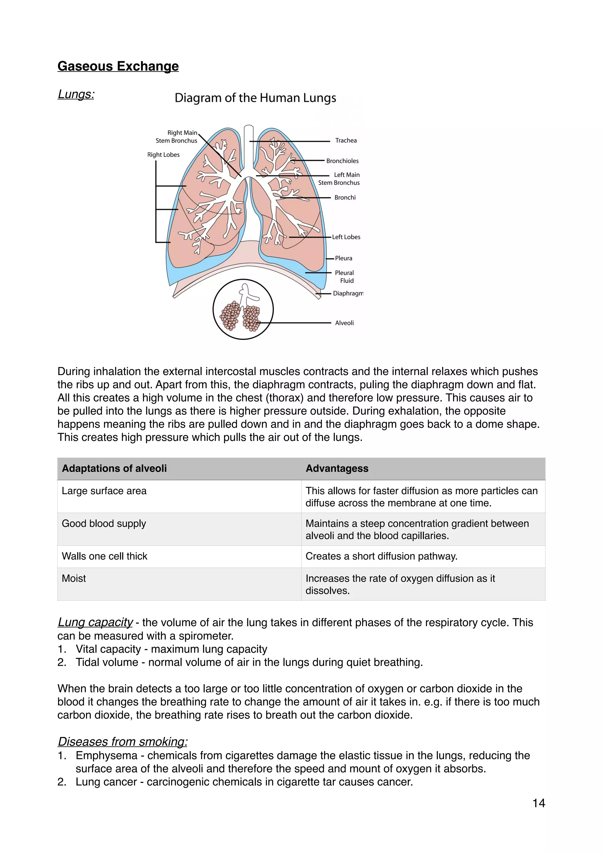 Gaseous Exchange
Lungs:
During inhalation the external intercostal muscles contracts and the internal relaxes which pushes
the ribs up and out. Apart from this, the diaphragm contracts, puling the diaphragm down and ﬂat.
All this creates a high volume in the chest (thorax) and therefore low pressure. This causes air to
be pulled into the lungs as there is higher pressure outside. During exhalation, the opposite
happens meaning the ribs are pulled down and in and the diaphragm goes back to a dome shape.
This creates high pressure which pulls the air out of the lungs.
Lung capacity - the volume of air the lung takes in different phases of the respiratory cycle. This
can be measured with a spirometer.
1. Vital capacity - maximum lung capacity
2. Tidal volume - normal volume of air in the lungs during quiet breathing.
When the brain detects a too large or too little concentration of oxygen or carbon dioxide in the
blood it changes the breathing rate to change the amount of air it takes in. e.g. if there is too much
carbon dioxide, the breathing rate rises to breath out the carbon dioxide.
Diseases from smoking:
1. Emphysema - chemicals from cigarettes damage the elastic tissue in the lungs, reducing the
surface area of the alveoli and therefore the speed and mount of oxygen it absorbs.
2. Lung cancer - carcinogenic chemicals in cigarette tar causes cancer.
Adaptations of alveoli Advantagess
Large surface area This allows for faster diffusion as more particles can
diffuse across the membrane at one time.
Good blood supply Maintains a steep concentration gradient between
alveoli and the blood capillaries.
Walls one cell thick Creates a short diffusion pathway.
Moist Increases the rate of oxygen diffusion as it
dissolves.
14
 