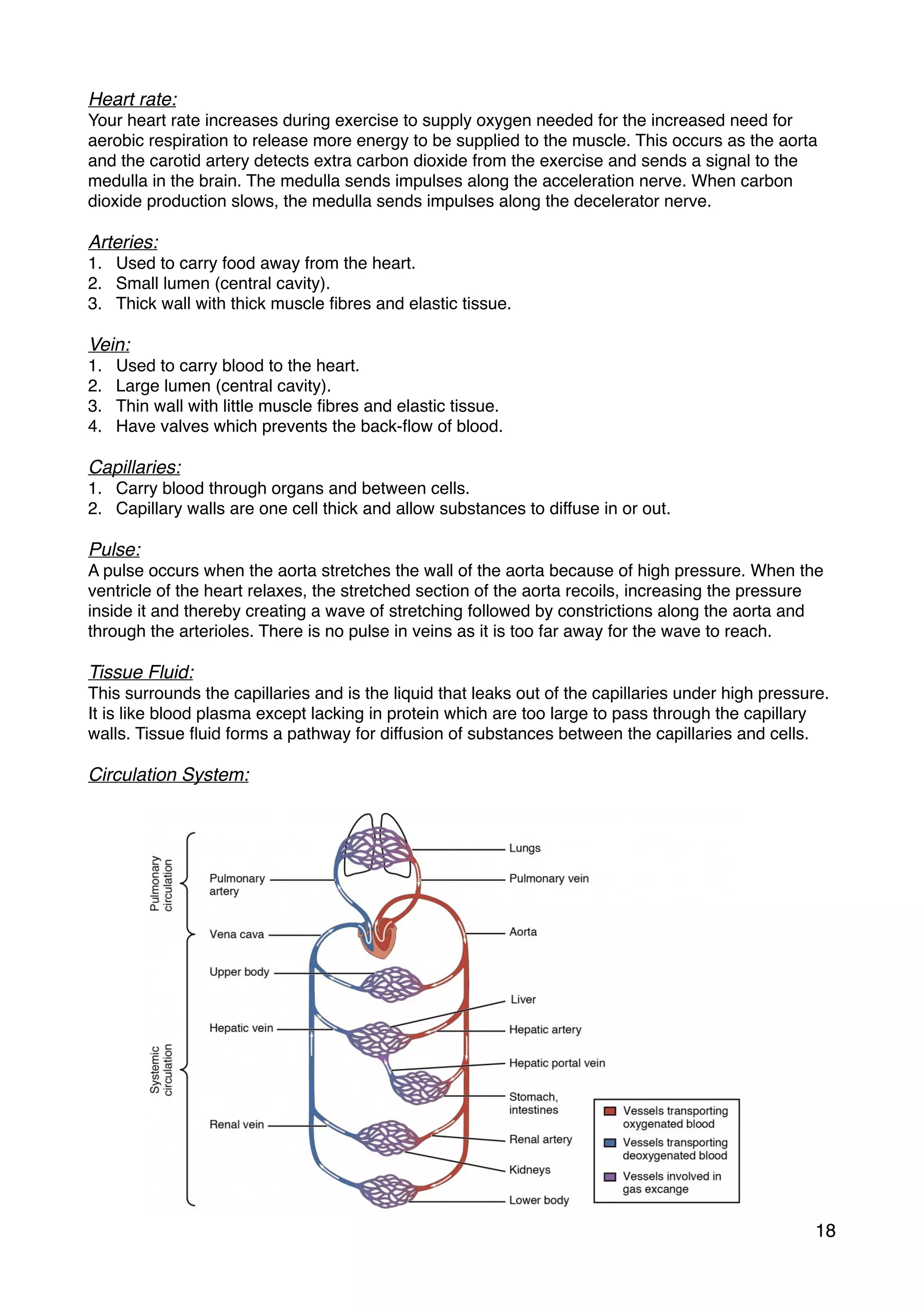 Heart rate:
Your heart rate increases during exercise to supply oxygen needed for the increased need for
aerobic respiration to release more energy to be supplied to the muscle. This occurs as the aorta
and the carotid artery detects extra carbon dioxide from the exercise and sends a signal to the
medulla in the brain. The medulla sends impulses along the acceleration nerve. When carbon
dioxide production slows, the medulla sends impulses along the decelerator nerve.
Arteries:
1. Used to carry food away from the heart.
2. Small lumen (central cavity).
3. Thick wall with thick muscle ﬁbres and elastic tissue.
Vein:
1. Used to carry blood to the heart.
2. Large lumen (central cavity).
3. Thin wall with little muscle ﬁbres and elastic tissue.
4. Have valves which prevents the back-ﬂow of blood.
Capillaries:
1. Carry blood through organs and between cells.
2. Capillary walls are one cell thick and allow substances to diffuse in or out.
Pulse:
A pulse occurs when the aorta stretches the wall of the aorta because of high pressure. When the
ventricle of the heart relaxes, the stretched section of the aorta recoils, increasing the pressure
inside it and thereby creating a wave of stretching followed by constrictions along the aorta and
through the arterioles. There is no pulse in veins as it is too far away for the wave to reach.
Tissue Fluid:
This surrounds the capillaries and is the liquid that leaks out of the capillaries under high pressure.
It is like blood plasma except lacking in protein which are too large to pass through the capillary
walls. Tissue ﬂuid forms a pathway for diffusion of substances between the capillaries and cells.
Circulation System:
18
 