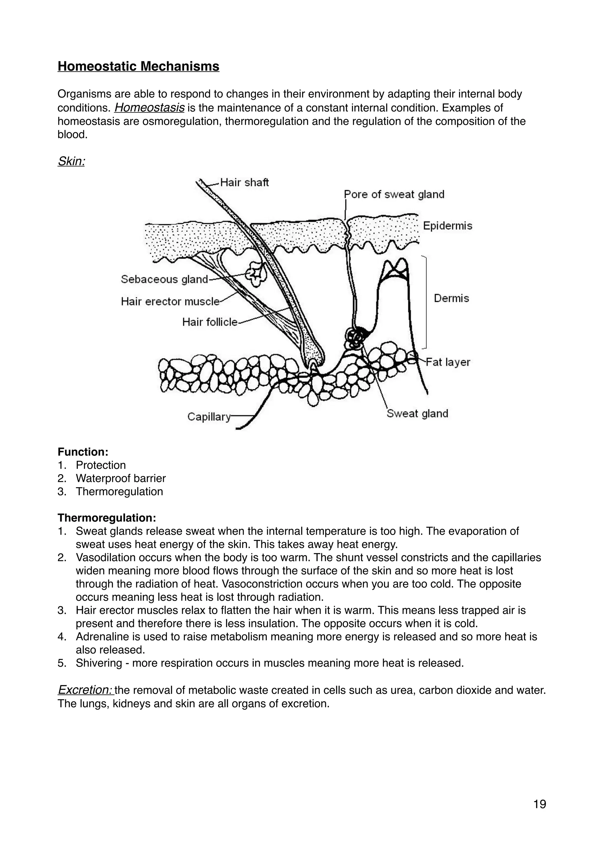 Homeostatic Mechanisms
Organisms are able to respond to changes in their environment by adapting their internal body
conditions. Homeostasis is the maintenance of a constant internal condition. Examples of
homeostasis are osmoregulation, thermoregulation and the regulation of the composition of the
blood.
Skin:
Function:
1. Protection
2. Waterproof barrier
3. Thermoregulation
Thermoregulation:
1. Sweat glands release sweat when the internal temperature is too high. The evaporation of
sweat uses heat energy of the skin. This takes away heat energy.
2. Vasodilation occurs when the body is too warm. The shunt vessel constricts and the capillaries
widen meaning more blood ﬂows through the surface of the skin and so more heat is lost
through the radiation of heat. Vasoconstriction occurs when you are too cold. The opposite
occurs meaning less heat is lost through radiation.
3. Hair erector muscles relax to ﬂatten the hair when it is warm. This means less trapped air is
present and therefore there is less insulation. The opposite occurs when it is cold.
4. Adrenaline is used to raise metabolism meaning more energy is released and so more heat is
also released.
5. Shivering - more respiration occurs in muscles meaning more heat is released.
Excretion: the removal of metabolic waste created in cells such as urea, carbon dioxide and water.
The lungs, kidneys and skin are all organs of excretion.
19
 