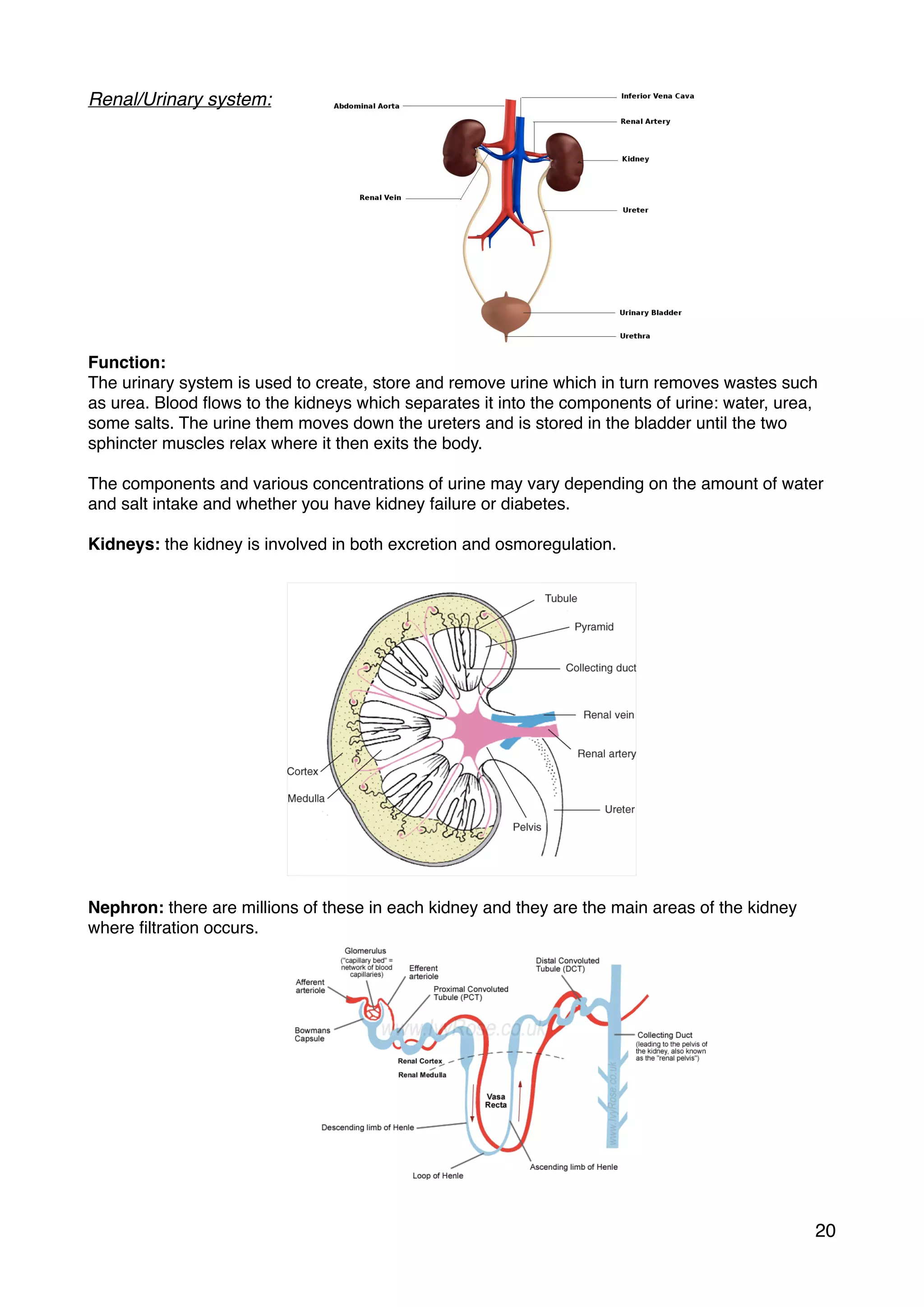 Renal/Urinary system:
Function:
The urinary system is used to create, store and remove urine which in turn removes wastes such
as urea. Blood ﬂows to the kidneys which separates it into the components of urine: water, urea,
some salts. The urine them moves down the ureters and is stored in the bladder until the two
sphincter muscles relax where it then exits the body.
The components and various concentrations of urine may vary depending on the amount of water
and salt intake and whether you have kidney failure or diabetes.
Kidneys: the kidney is involved in both excretion and osmoregulation.
Nephron: there are millions of these in each kidney and they are the main areas of the kidney
where ﬁltration occurs.
20
 