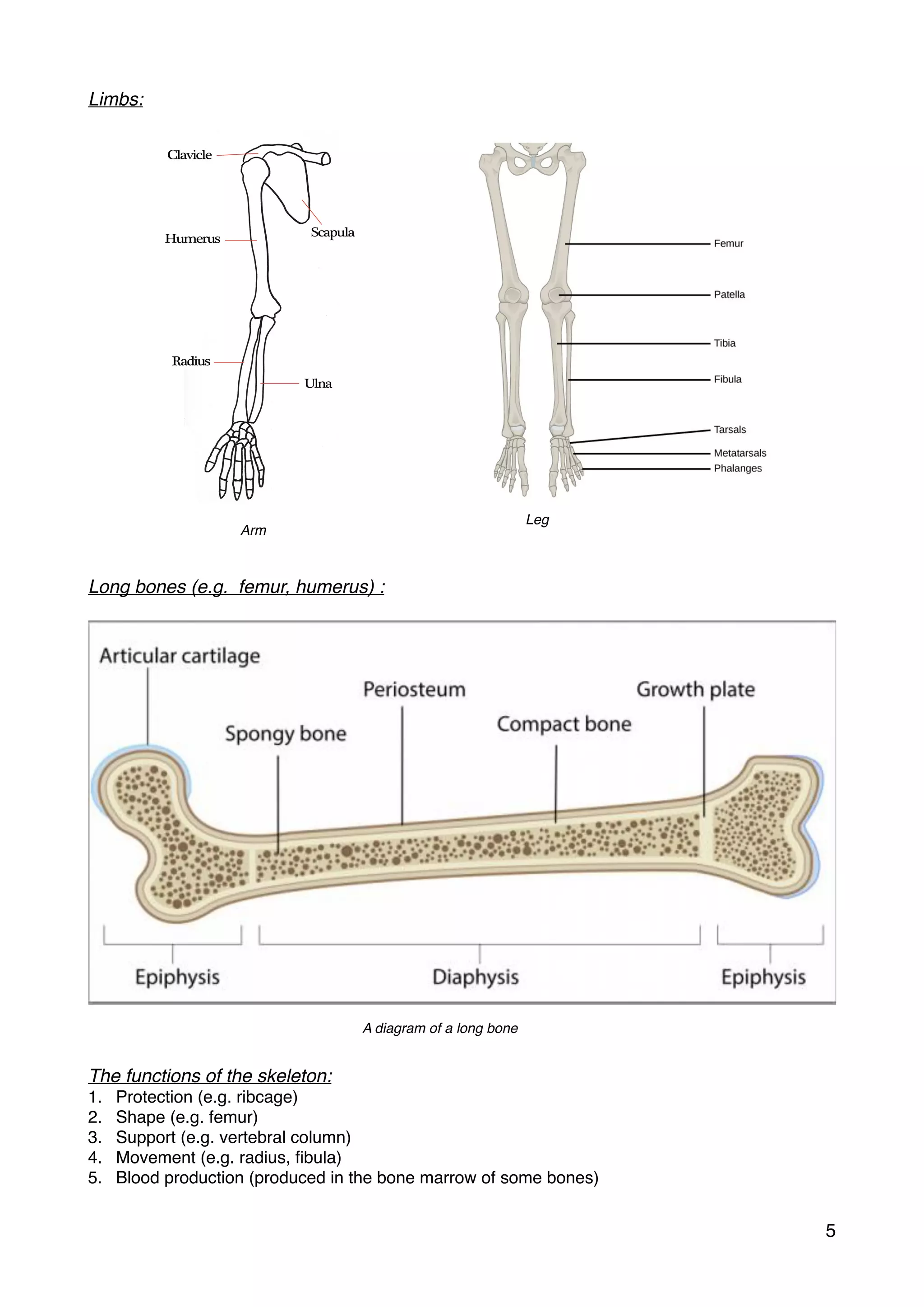 Limbs:
Long bones (e.g. femur, humerus) :
The functions of the skeleton:
1. Protection (e.g. ribcage)
2. Shape (e.g. femur)
3. Support (e.g. vertebral column)
4. Movement (e.g. radius, ﬁbula)
5. Blood production (produced in the bone marrow of some bones)
5
Arm
Leg
A diagram of a long bone
 