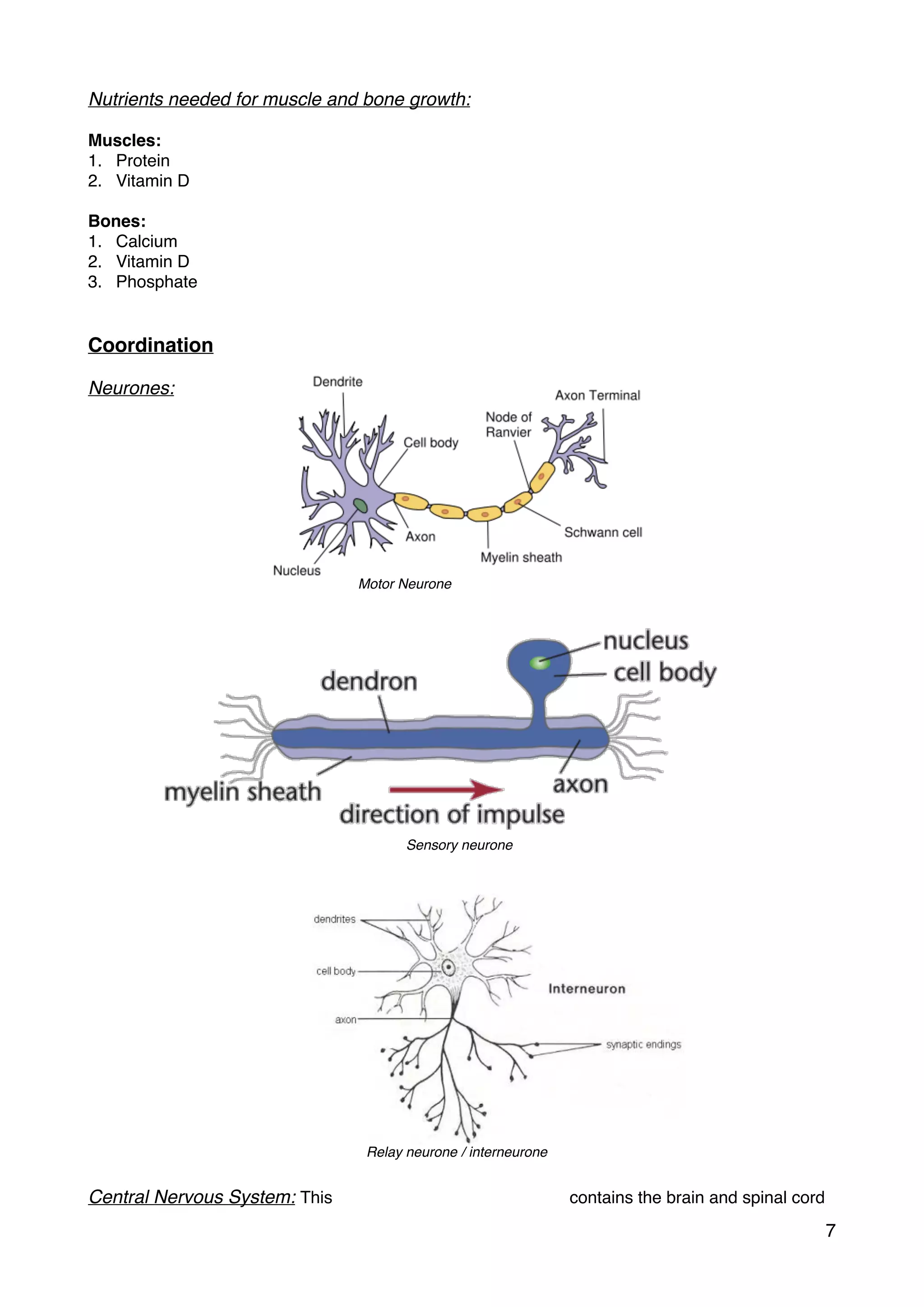 Nutrients needed for muscle and bone growth:
Muscles:
1. Protein
2. Vitamin D
Bones:
1. Calcium
2. Vitamin D
3. Phosphate
Coordination
Neurones:
Central Nervous System: This contains the brain and spinal cord
7
Motor Neurone
Sensory neurone
Relay neurone / interneurone
 