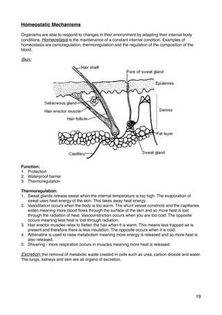 Homeostatic Mechanisms
Organisms are able to respond to changes in their environment by adapting their internal body
conditions. Homeostasis is the maintenance of a constant internal condition. Examples of
homeostasis are osmoregulation, thermoregulation and the regulation of the composition of the
blood.
Skin:
Function:
1. Protection
2. Waterproof barrier
3. Thermoregulation
Thermoregulation:
1. Sweat glands release sweat when the internal temperature is too high. The evaporation of
sweat uses heat energy of the skin. This takes away heat energy.
2. Vasodilation occurs when the body is too warm. The shunt vessel constricts and the capillaries
widen meaning more blood ﬂows through the surface of the skin and so more heat is lost
through the radiation of heat. Vasoconstriction occurs when you are too cold. The opposite
occurs meaning less heat is lost through radiation.
3. Hair erector muscles relax to ﬂatten the hair when it is warm. This means less trapped air is
present and therefore there is less insulation. The opposite occurs when it is cold.
4. Adrenaline is used to raise metabolism meaning more energy is released and so more heat is
also released.
5. Shivering - more respiration occurs in muscles meaning more heat is released.
Excretion: the removal of metabolic waste created in cells such as urea, carbon dioxide and water.
The lungs, kidneys and skin are all organs of excretion.
19
 