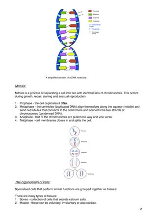 Mitosis:
Mitosis is a process of separating a cell into two with identical sets of chromosomes. This occurs
during growth, repair, cloning and asexual reproduction.
1. Prophase - the cell duplicates it DNA.
2. Metaphase - the centrioles (duplicated DNA) align themselves along the equator (middle) and
send out tubules that connects to the centromere and connects the two strands of
chromosomes (condensed DNA).
3. Anaphase - half of the chromosomes are pulled one way and vice versa.
4. Telophase - cell membranes closes in and splits the cell.
The organisation of cells:
Specialised cells that perform similar functions are grouped together as tissues:
There are many types of tissues:
1. Bones - collection of cells that secrete calcium salts.
2. Muscle - these can be voluntary, involuntary or also cardiac.
2
A simpliﬁed version of a DNA molecule.
 