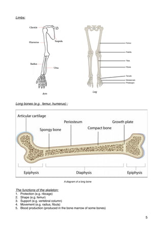 Limbs:
Long bones (e.g. femur, humerus) :
The functions of the skeleton:
1. Protection (e.g. ribcage)
2. Shape (e.g. femur)
3. Support (e.g. vertebral column)
4. Movement (e.g. radius, ﬁbula)
5. Blood production (produced in the bone marrow of some bones)
5
Arm
Leg
A diagram of a long bone
 