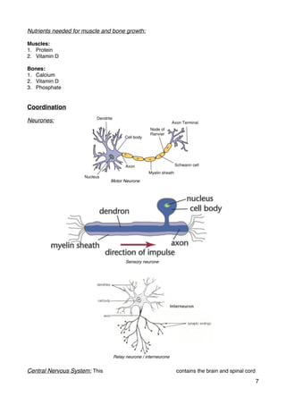 Nutrients needed for muscle and bone growth:
Muscles:
1. Protein
2. Vitamin D
Bones:
1. Calcium
2. Vitamin D
3. Phosphate
Coordination
Neurones:
Central Nervous System: This contains the brain and spinal cord
7
Motor Neurone
Sensory neurone
Relay neurone / interneurone
 