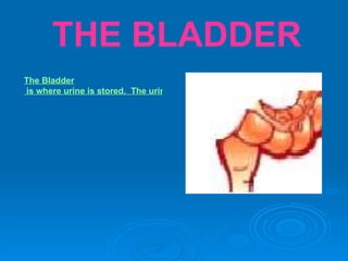 Human Body | PPT