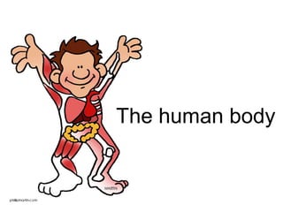 The human body
 