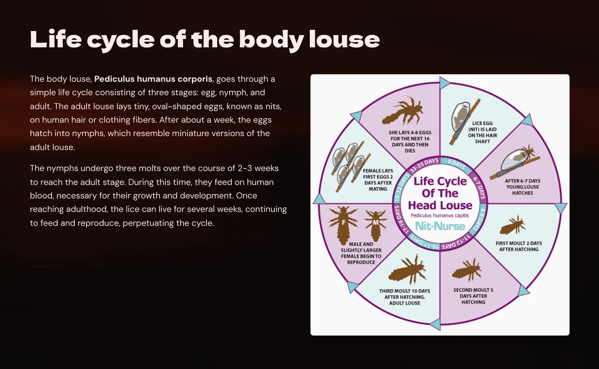 Life Cycle Of A Louse Chart