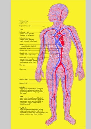 Human body-systems | PDF