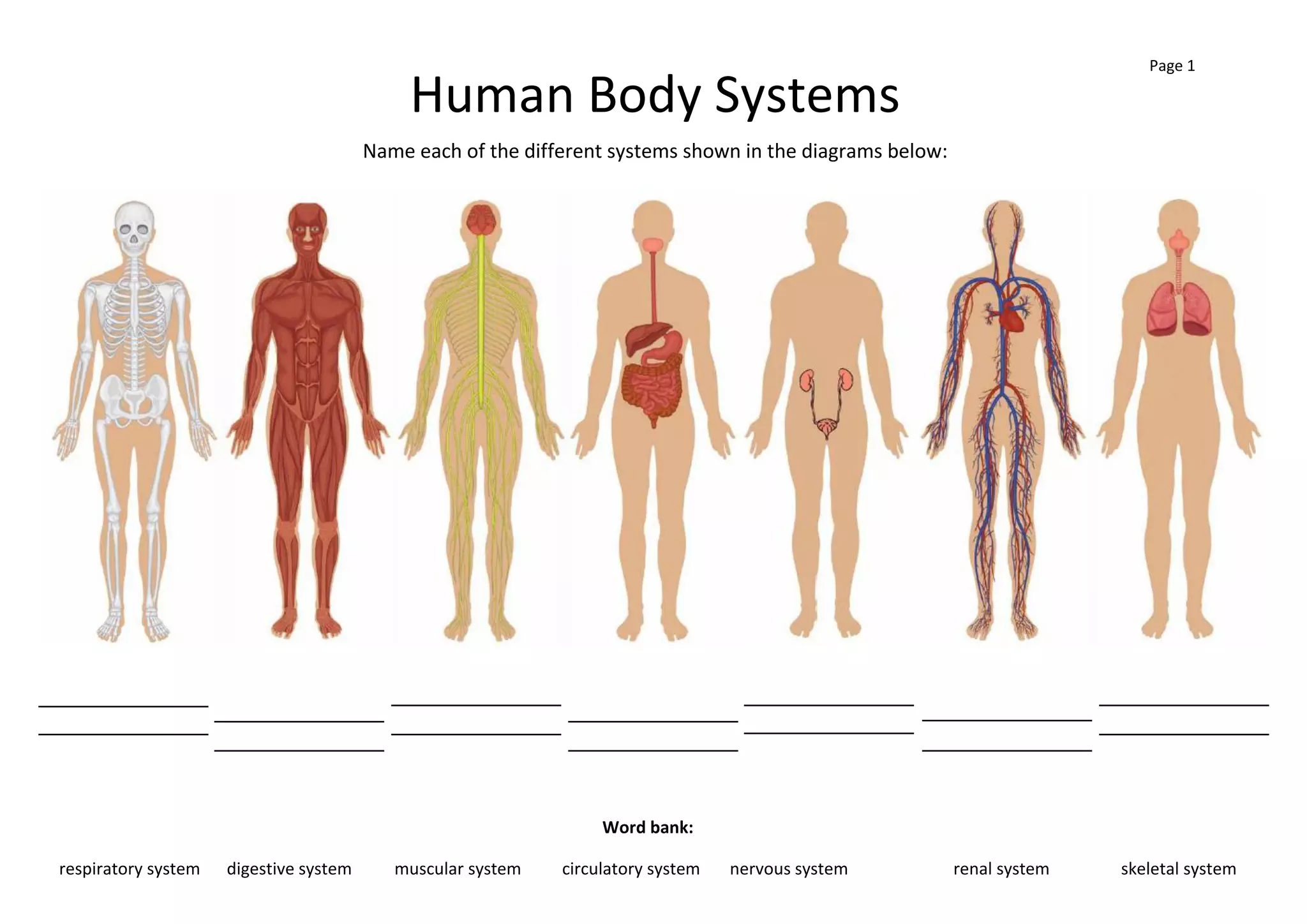 Humanhud System Human-Body-Systems-Workbook.208290491.pdf