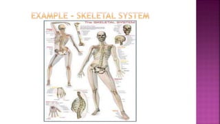 Human body digital ppt | PPTX