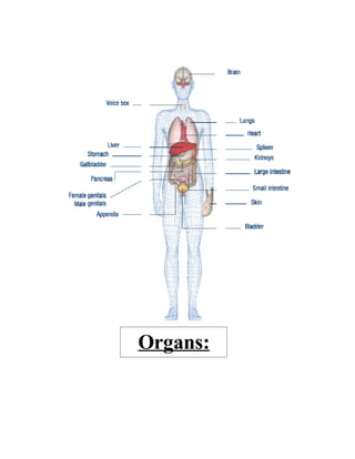 Organs:
 