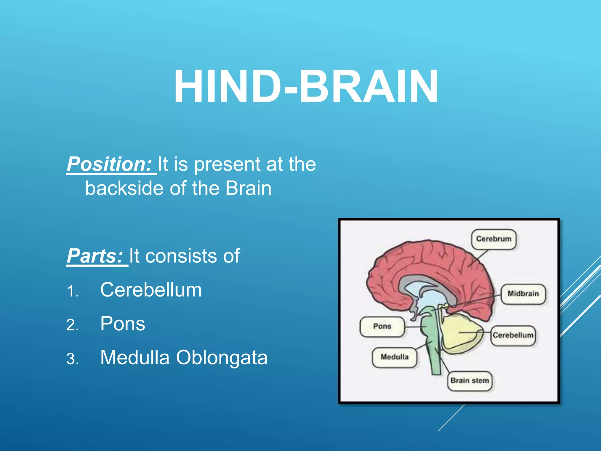 The Human Brain, Its Parts and Functions | PPTX | Brain and Nervous ...