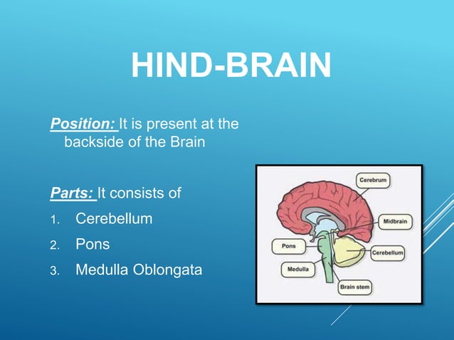 The Human Brain, Its Parts and Functions | PPTX | Brain and Nervous ...