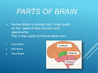 Human Brain Parts And Functions Diagram