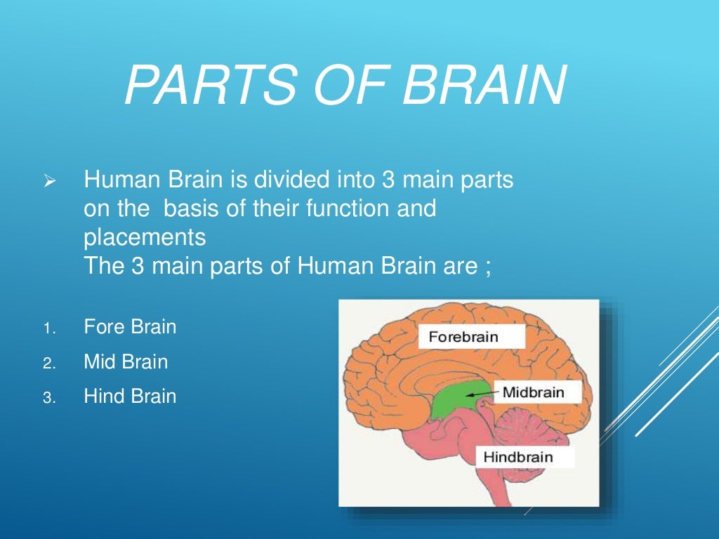 The Human Brain, Its Parts and Functions