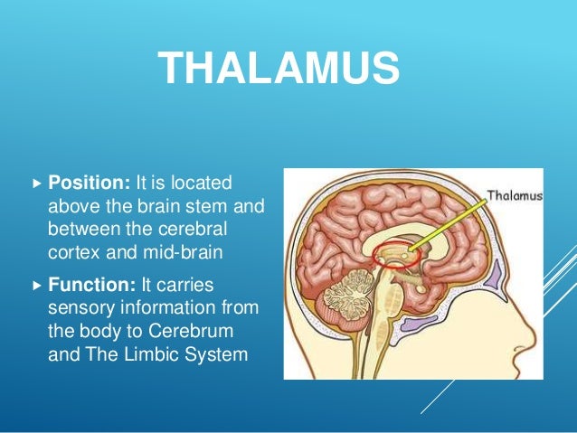 The Human Brain Its Parts And Functions The Human Brain Its Parts And Functions