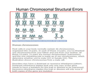 Human Chromosomal Structural Errors 