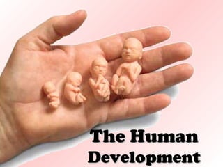 The Human

Development

 