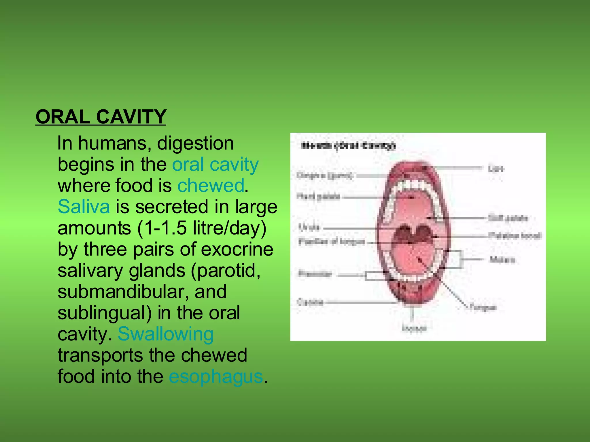 ORAL CAVITY   In humans, digestion begins in the  oral cavity  where food is  chewed .  Saliva  is secreted in large amounts (1-1.5 litre/day) by three pairs of exocrine salivary glands (parotid, submandibular, and sublingual) in the oral cavity.  Swallowing  transports the chewed food into the  esophagus . 