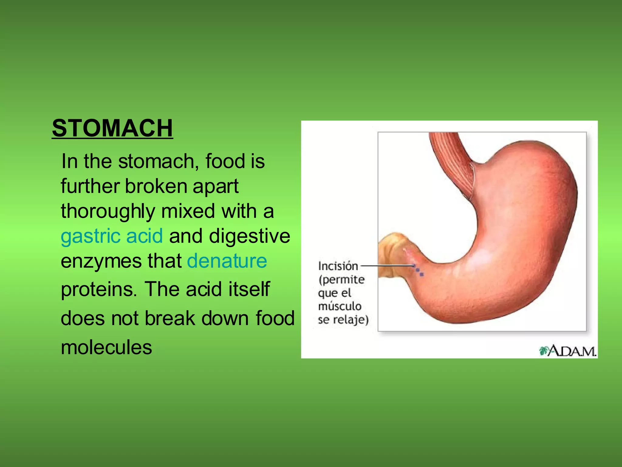 STOMACH In the stomach, food is further broken apart thoroughly mixed with a  gastric acid  and digestive enzymes that  denature   proteins .   The acid itself does not break down   food molecules   