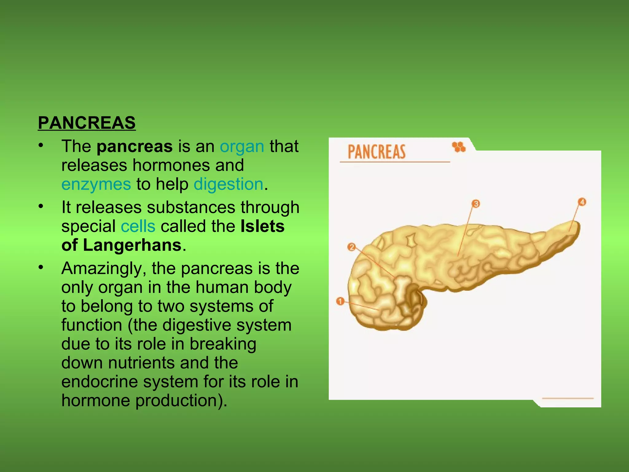 PANCREAS The  pancreas  is an  organ  that releases hormones and  enzymes  to help  digestion . It releases substances through special  cells  called the  Islets of Langerhans . Amazingly, the pancreas is the only organ in the human body to belong to two systems of function (the digestive system due to its role in breaking down nutrients and the endocrine system for its role in hormone production). 